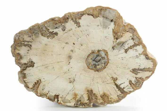 Polished Petrified Wood (Araucaria) Round - Madagascar #355317